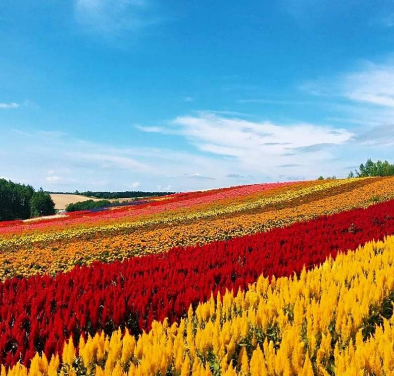 Japanese Are Like Flowers, They Bring Colour to the World