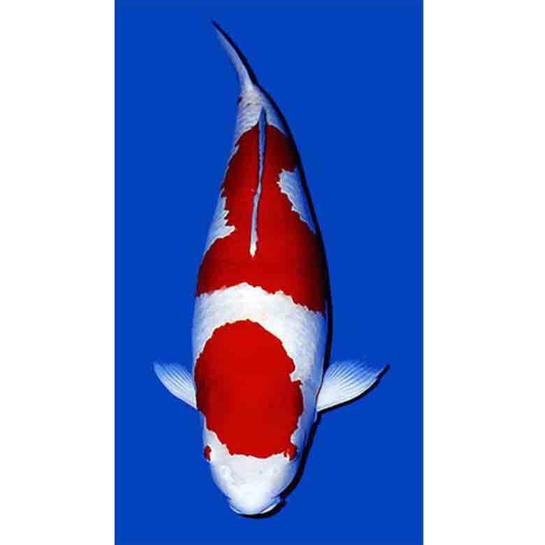 Cara Membentuk Badan Koi Menjadi ‘BULKY’