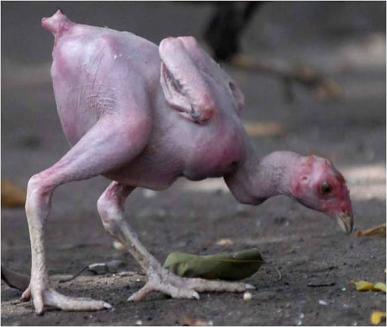 Tentang Pitik Trondhol