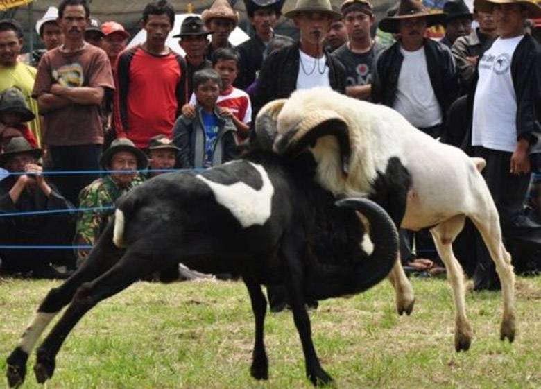 Jangan Mau jadi Domba atau Dodol!