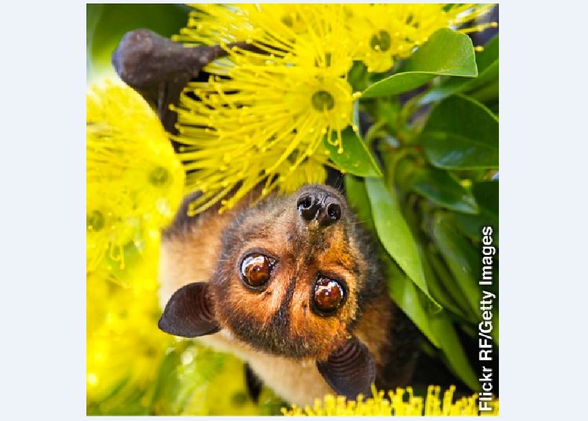Virus Codot dan Vaksin Buah