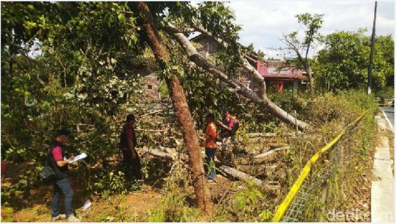 Ternyata “Teroris” Blackout Total Tersebut Bernama Sengon!