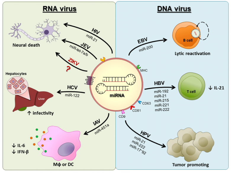Potensi Bahaya Vaksin Virus Corona!