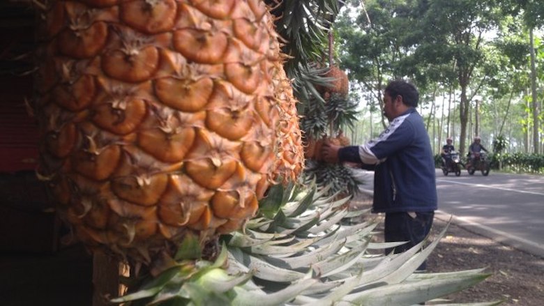 Buruh Tani Kebun Menggugat Menteri Pertanian