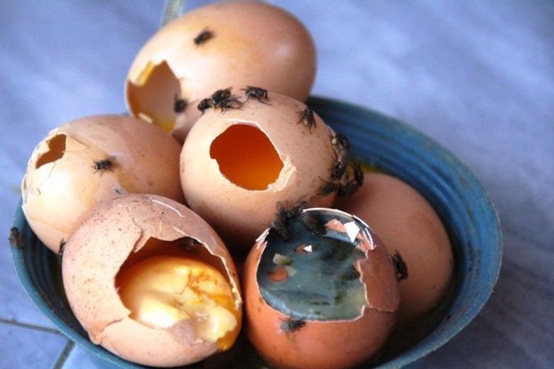 35 Terbaik Untuk Sketsa Gambar  Ayam  Menetas Dari Telur 
