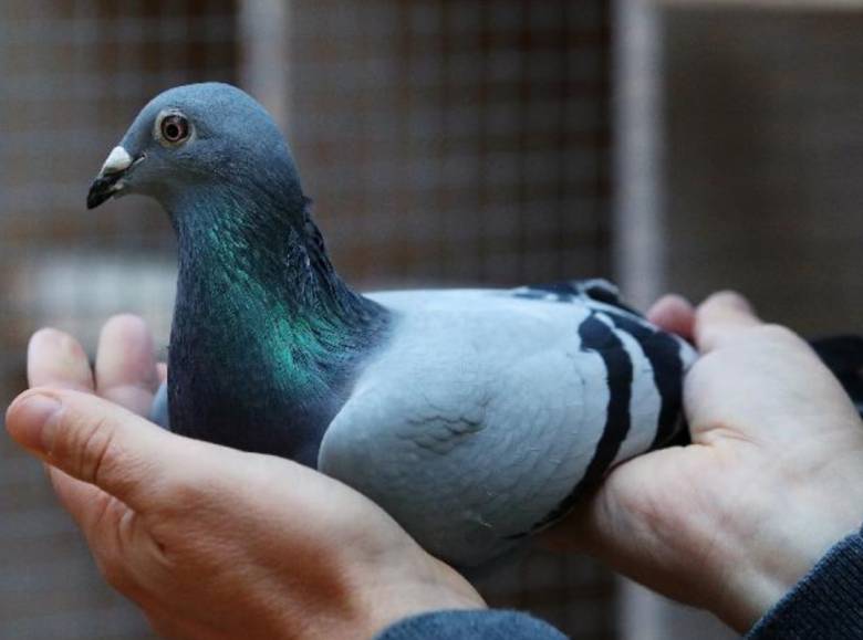 "Homing Instinct" Merpati