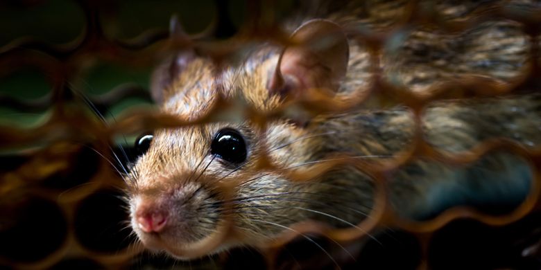 Zaman Tikus Pithi Nata Baris