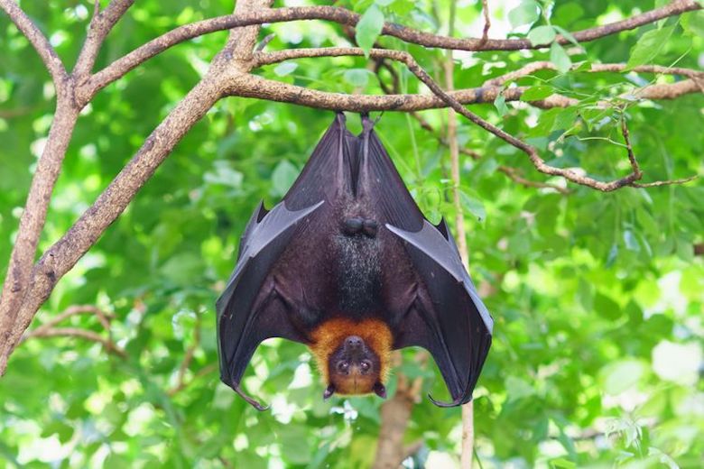 Ancaman Virus Nipah China, Bisa Lebih Dahsyat dari Covid-19