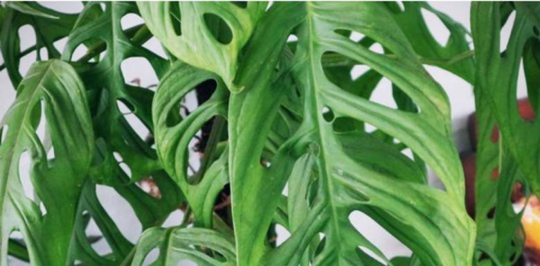 Menjawab Misteri di Balik Tanaman Janda Bolong dan Janda Merana