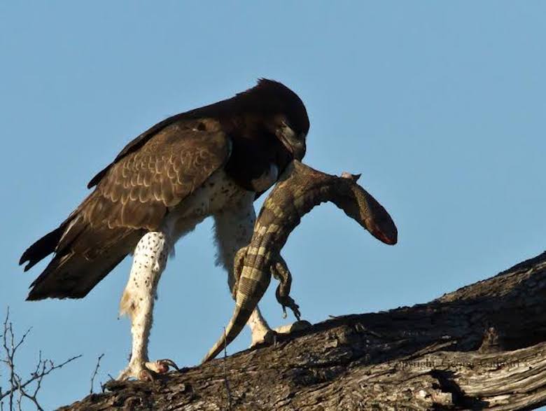 Ayo, Jokowi! Garuda Tak Pernah Gentar Melawan Kadal Liar