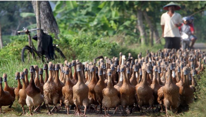Bebek Rawa dan Bebek Ternakan