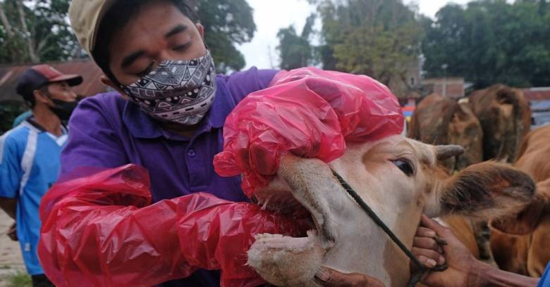 Mengapresiasi Upaya Pemerintah Cegah Penularan PMK