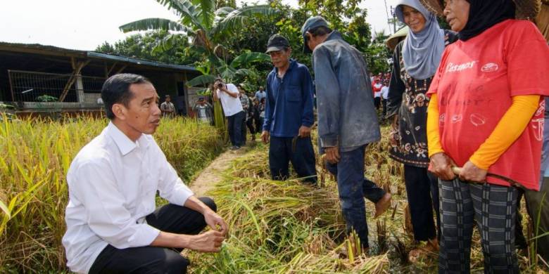 Ketahanan Pangan dan Energi, Kinerja Apik Pemerintahan Jokowi