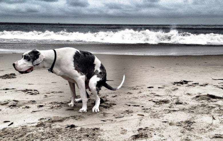 Sketsa Harian [13] Jangan Berak di Tempat Kamu Makan!