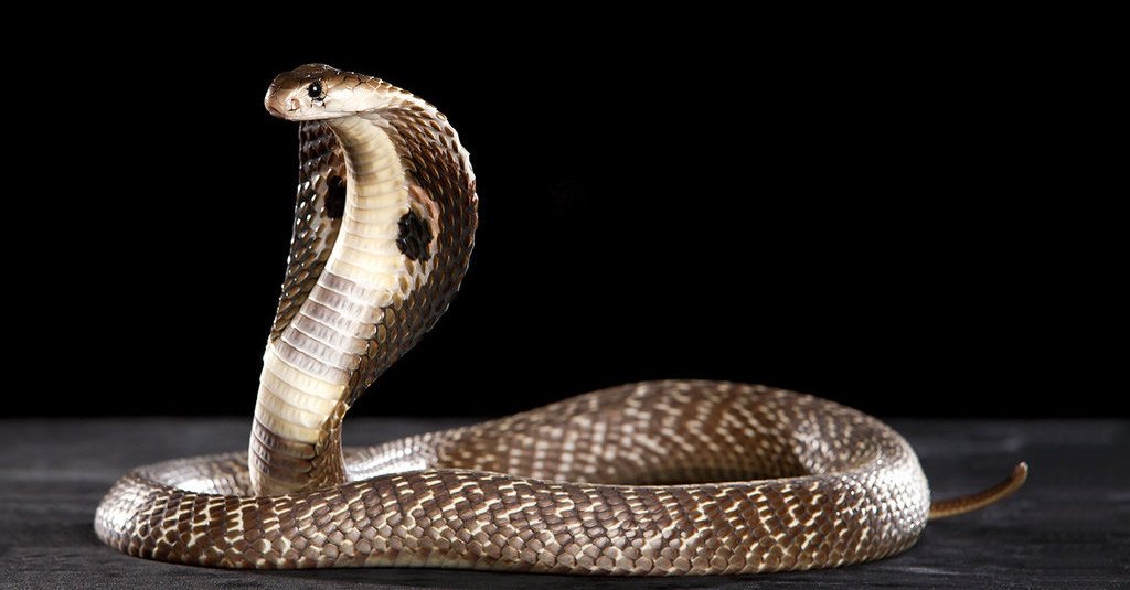 Berdamai dengan Virus Seperti Serumah dengan Ular Kobra