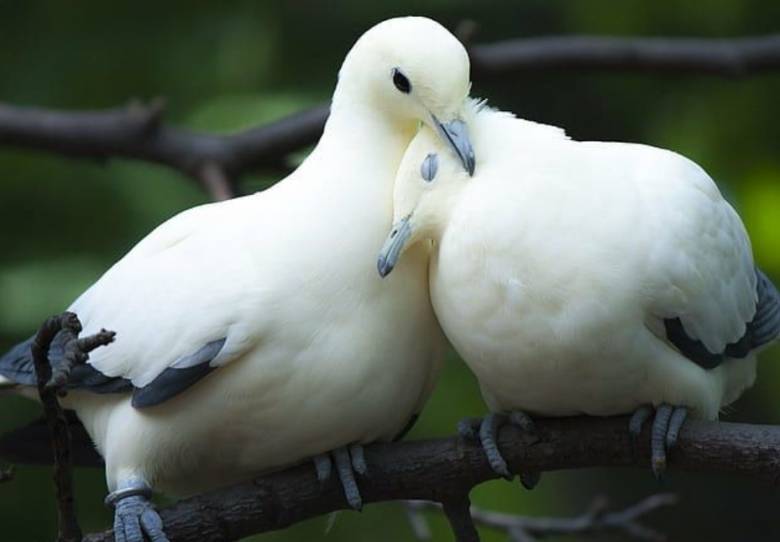 Persamaan Merpati dengan Manusia Kalau Sedang Birahi