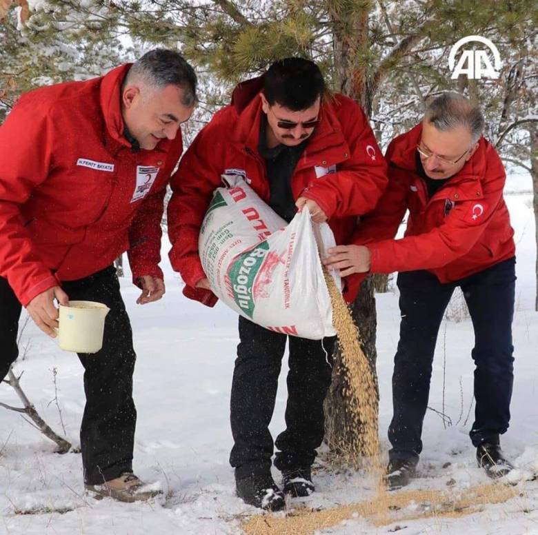 Turki Menebar Gandum untuk Dimakan Burung