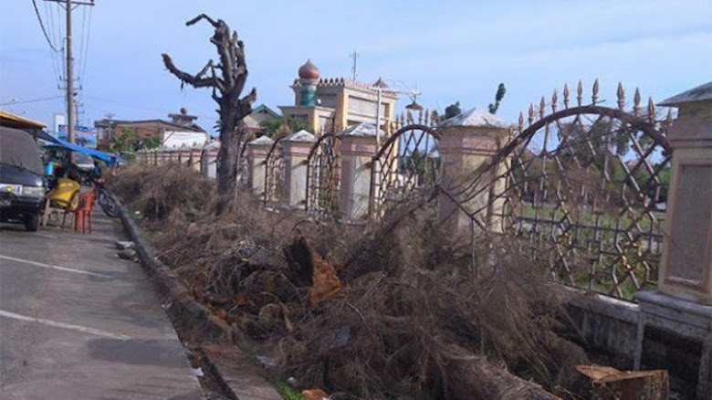Tumbangnya Sebatang Pohon Cemara