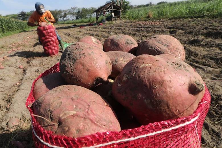 Membangun Gerakan Ketahanan Dapur