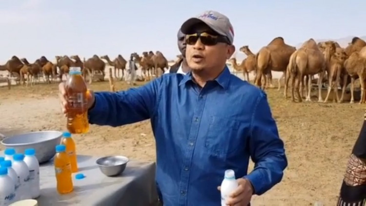 Bukti Ilmiah Air Kencing Unta Obat, Kemenkes Sarankan Tak Ikut-ikutan