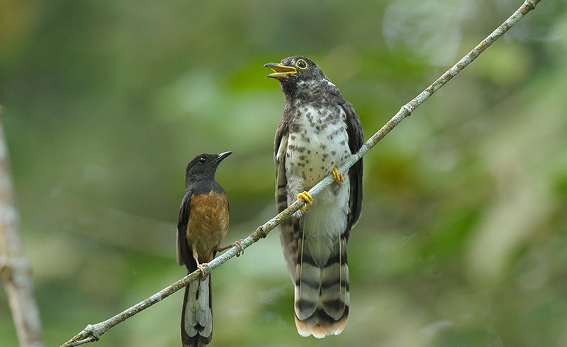 31+ Gambar burung kedasih hitam terbaru