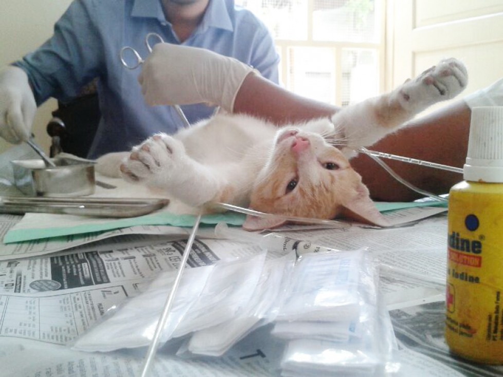 Mendukung Uji Biomedis pada Hewan