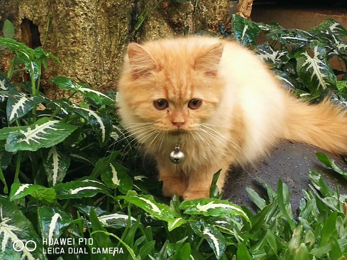 STARRY'S STORY (2): Melihat Dunia