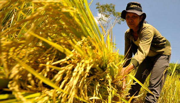 Petani Sesungguhnya Tak Terlalu Persoalkan Impor Beras, Lalu Siapa?