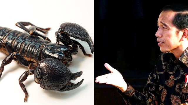 Racun Kalajengking: Mendahulukan Sensasi Dibanding Substansi