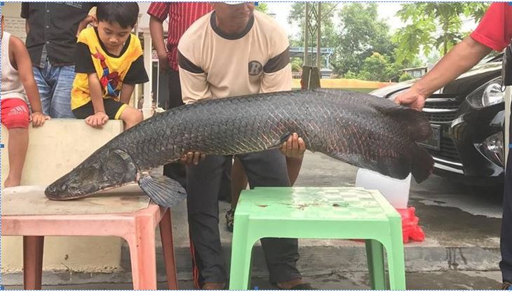 Menteri Susi Minta Kepastian Hukum Pembudidaya Ikan Arapaima Gigas