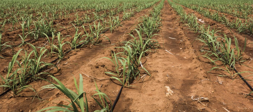 Kebun Tebu dengan Teknologi Israel Di Bumi Yang Belum Jadi